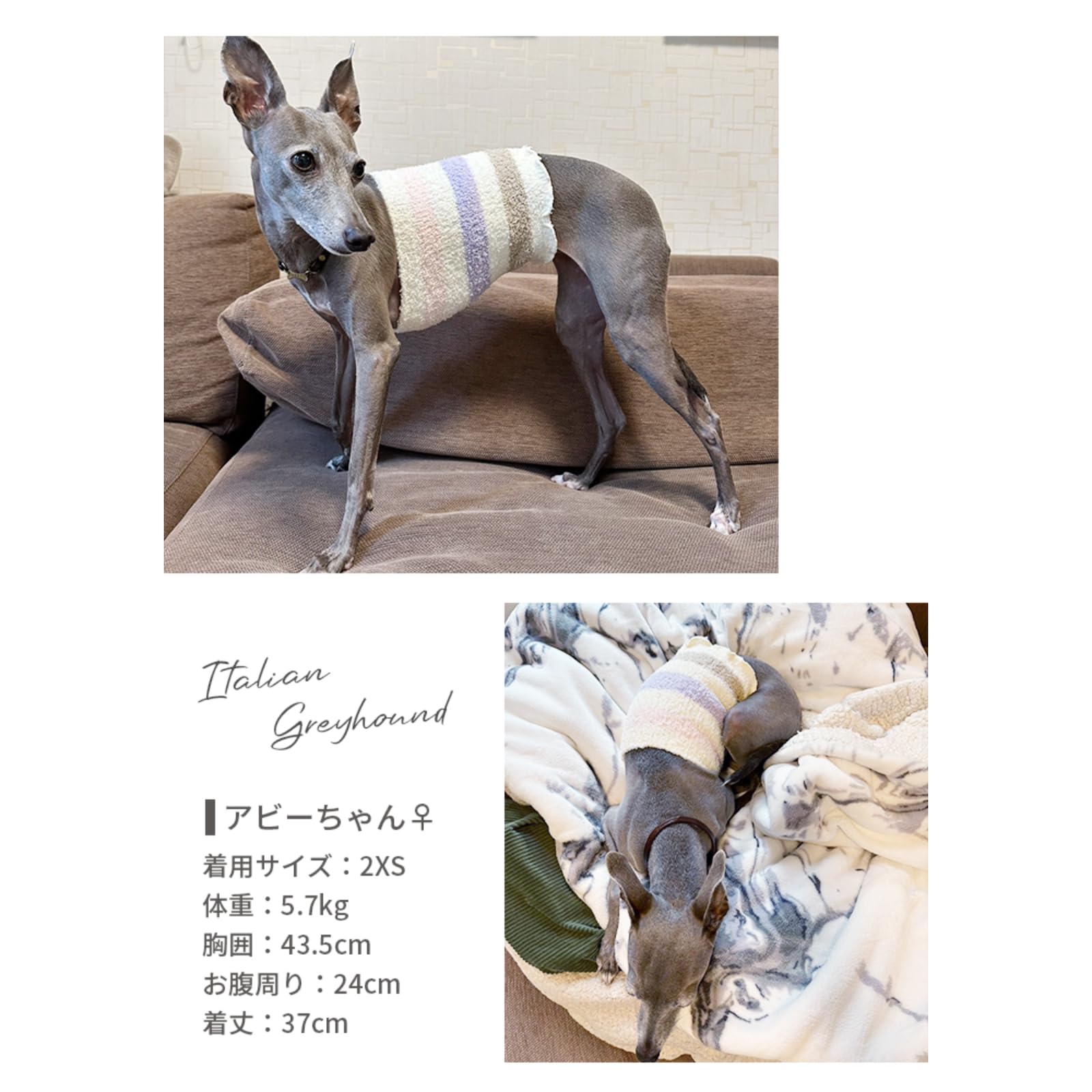 /様　まとめ買い Amazon | はらまき 犬 フレンチブルドック カバー 腹巻 ペット